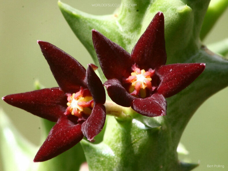 Orbea taitica aka Angolluma taitica