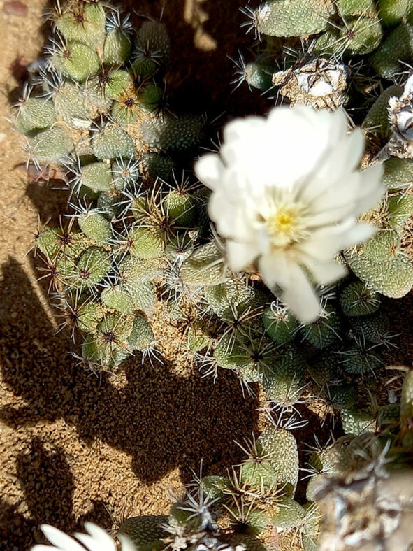 Trichodiadema peersii