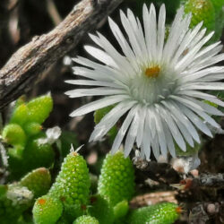 Trichodiadema peersii