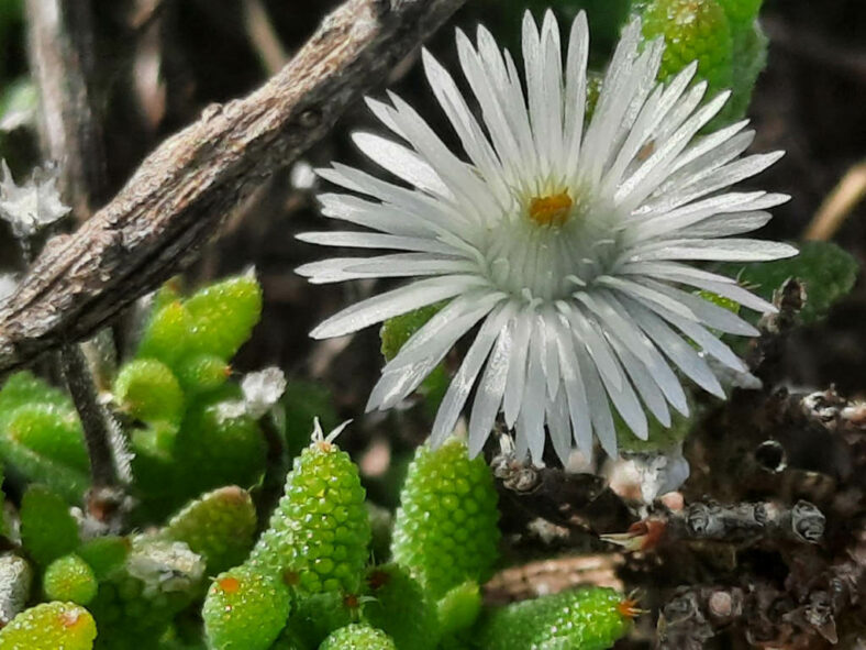 Trichodiadema peersii