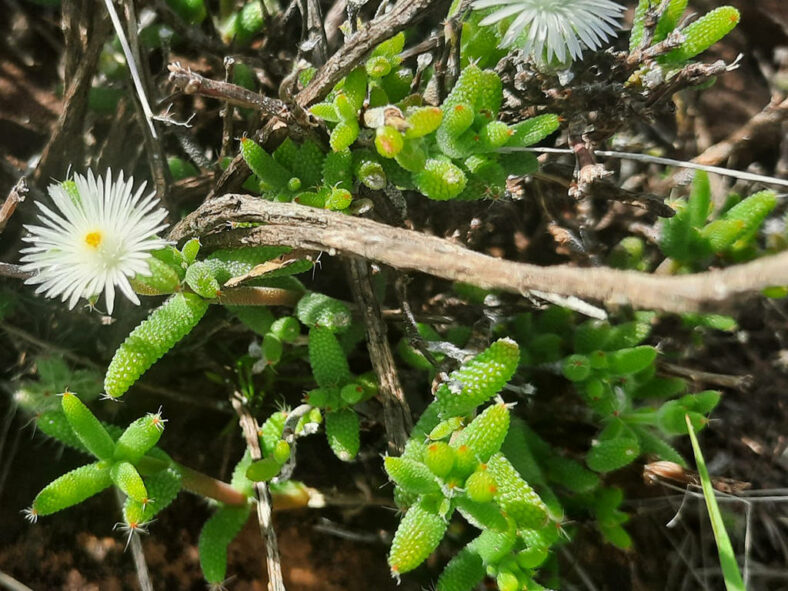 Trichodiadema peersii