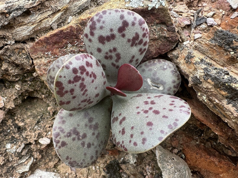 Adromischus alstonii