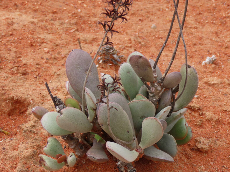 Adromischus alstonii