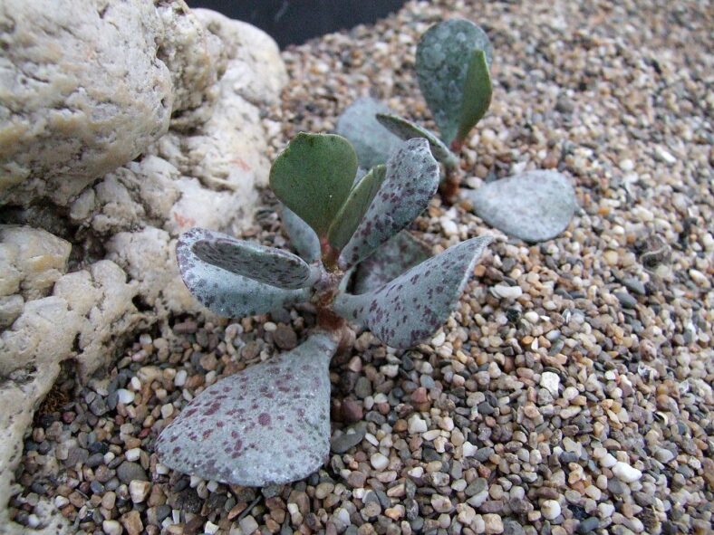 Adromischus alstonii