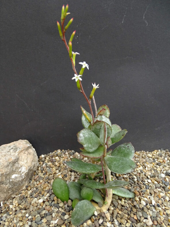 Adromischus alstonii