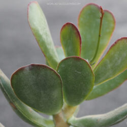 Adromischus sphenophyllus