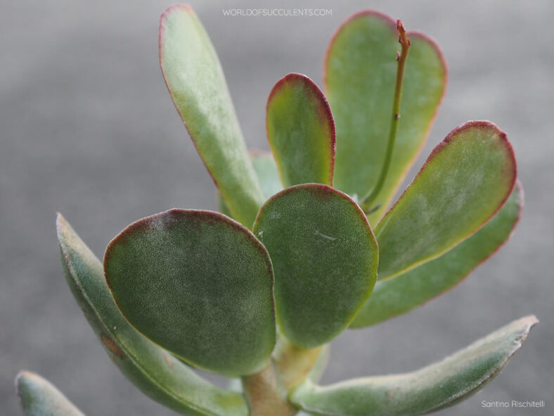 Adromischus sphenophyllus