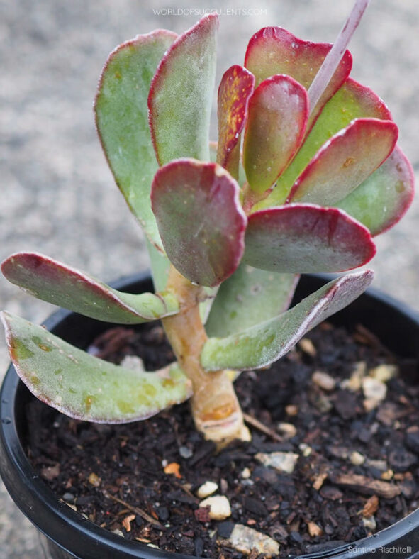 Adromischus sphenophyllus