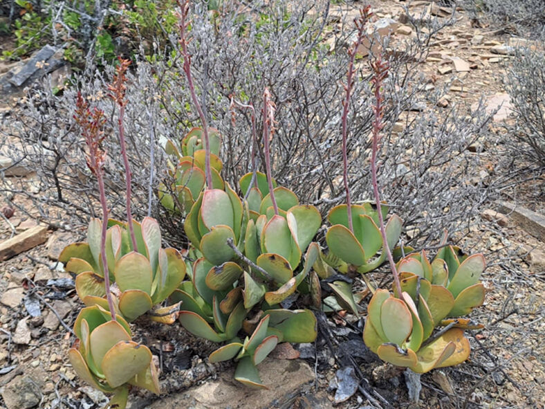 Adromischus sphenophyllus