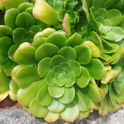 Aeonium 'Pseudotabuliforme'