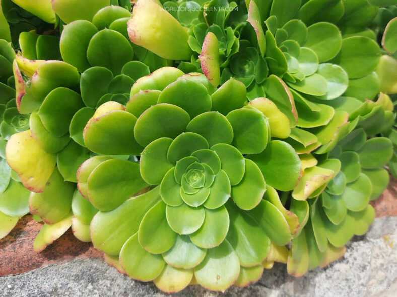 Aeonium 'Pseudotabuliforme'