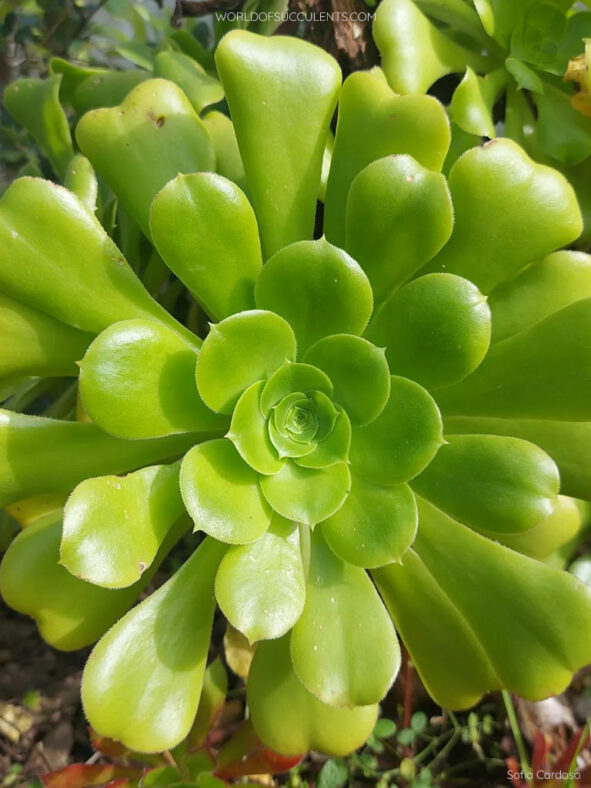 Aeonium 'Pseudotabuliforme'