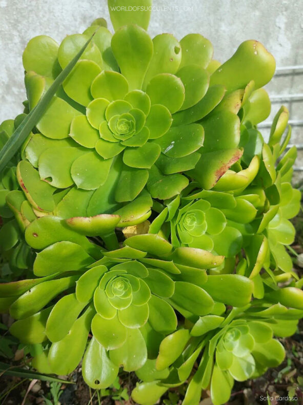 Aeonium 'Pseudotabuliforme'