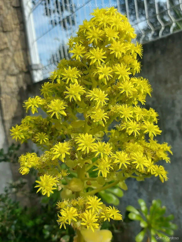 Aeonium 'Pseudotabuliforme'