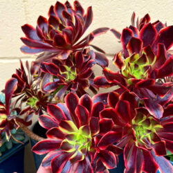 Aeonium 'Superbang' aka Aeonium 'Eucarie' or Aeonium 'Ou-jiali'