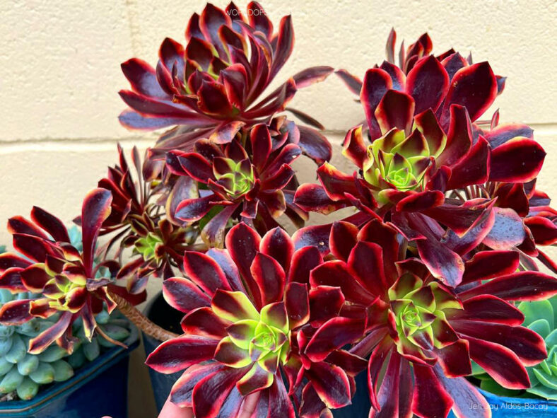 Aeonium 'Superbang' aka Aeonium 'Eucarie' or Aeonium 'Ou-jiali'