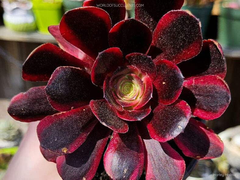 Aeonium 'Superbang' aka Aeonium 'Eucarie' or Aeonium 'Ou-jiali'