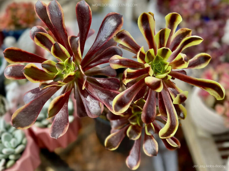 Aeonium 'Superbang' aka Aeonium 'Eucarie' or Aeonium 'Ou-jiali'