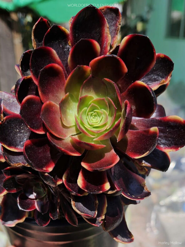 Aeonium 'Superbang' aka Aeonium 'Eucarie' or Aeonium 'Ou-jiali'