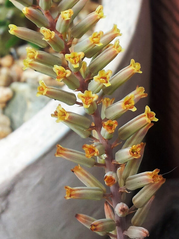 Astroloba bullulata (Roggeveld Astroloba)