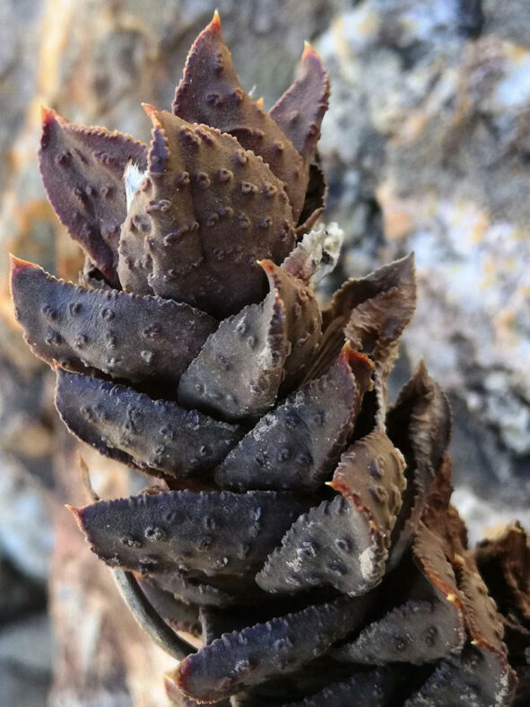 Astroloba bullulata (Roggeveld Astroloba)