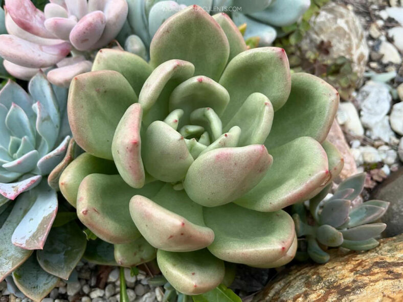 Echeveria 'Avocado Cream'