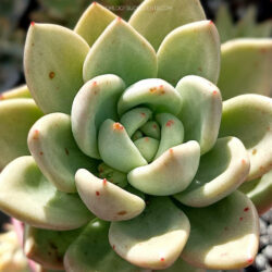 Echeveria 'Avocado Cream'