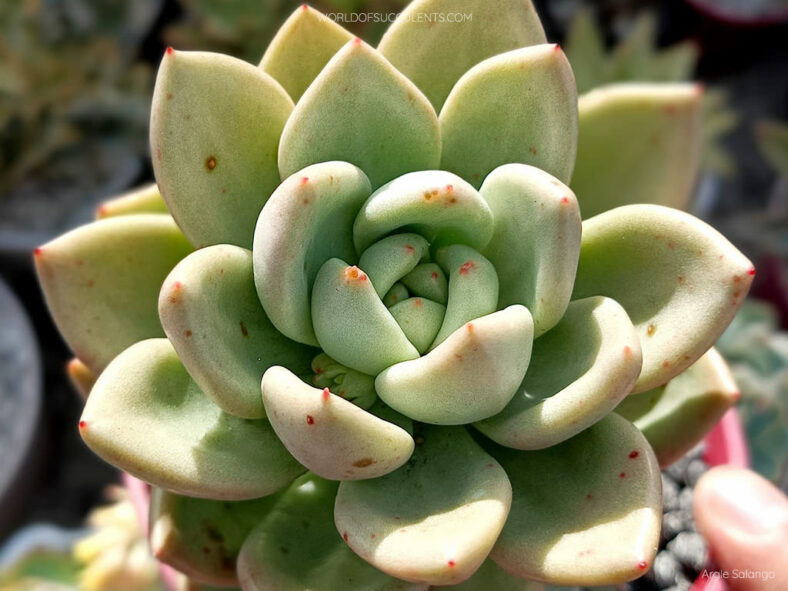 Echeveria 'Avocado Cream'