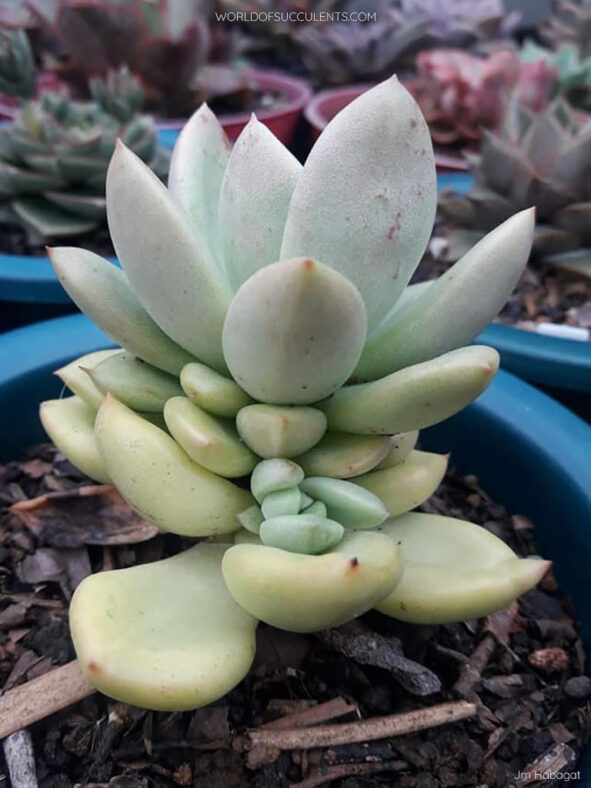 Echeveria 'Avocado Cream'