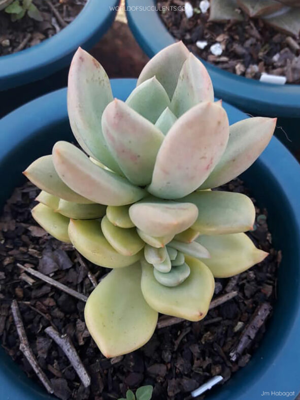 Echeveria 'Avocado Cream'