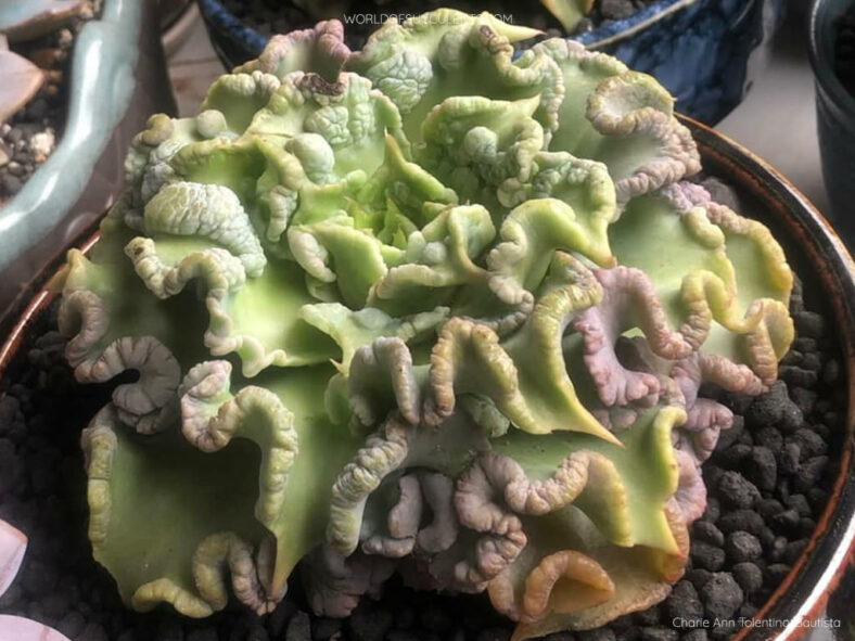 Echeveria 'Madiba Carunculated'