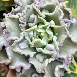 Echeveria 'Madiba Carunculated'