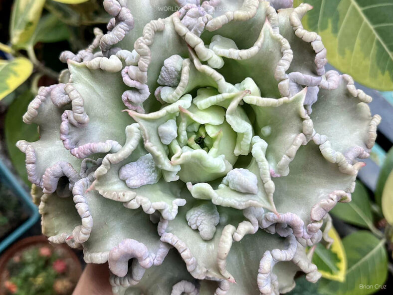 Echeveria 'Madiba Carunculated'