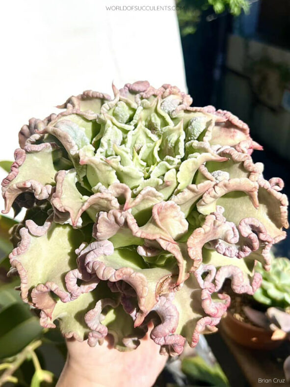 Echeveria 'Madiba Carunculated'