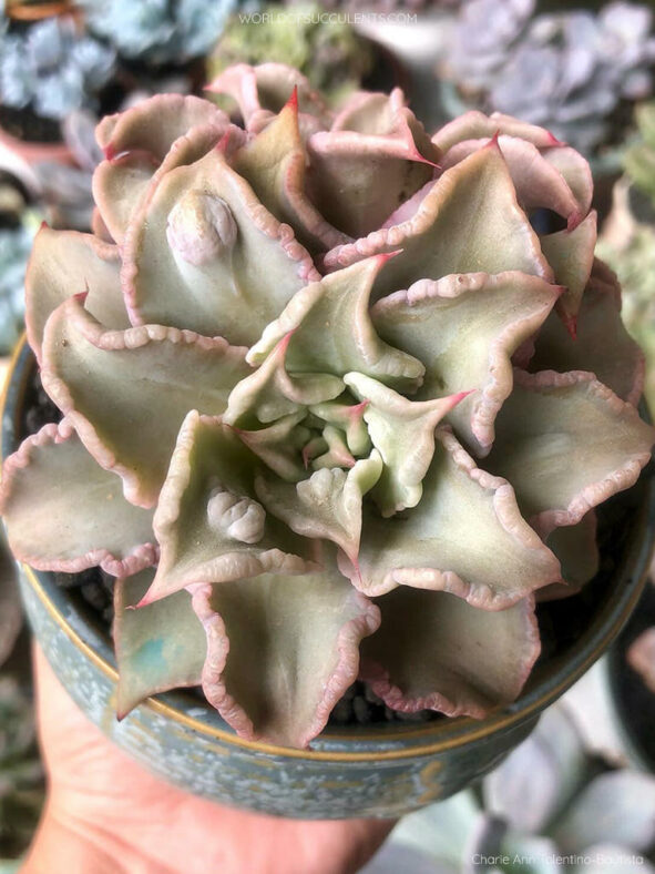 Echeveria 'Madiba Carunculated'