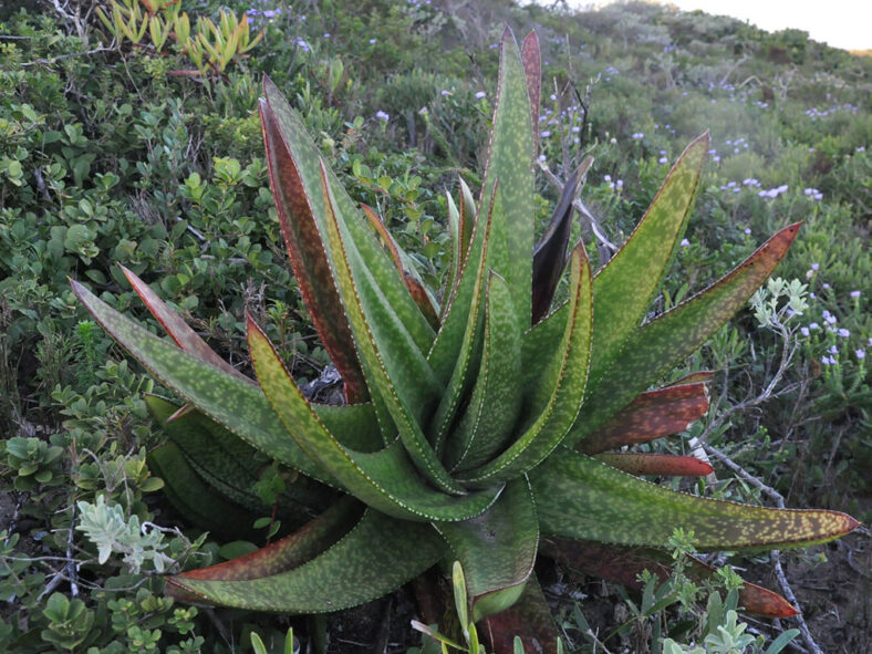 Gasteria acinacifolia (Coast Ox-tongue)