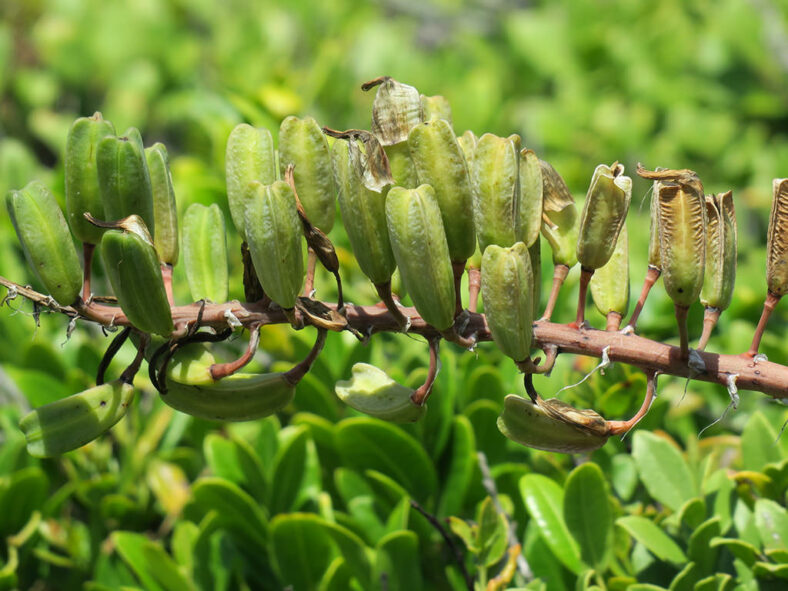 Gasteria acinacifolia (Coast Ox-tongue)