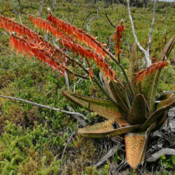 Gasteria acinacifolia (Coast Ox-tongue)