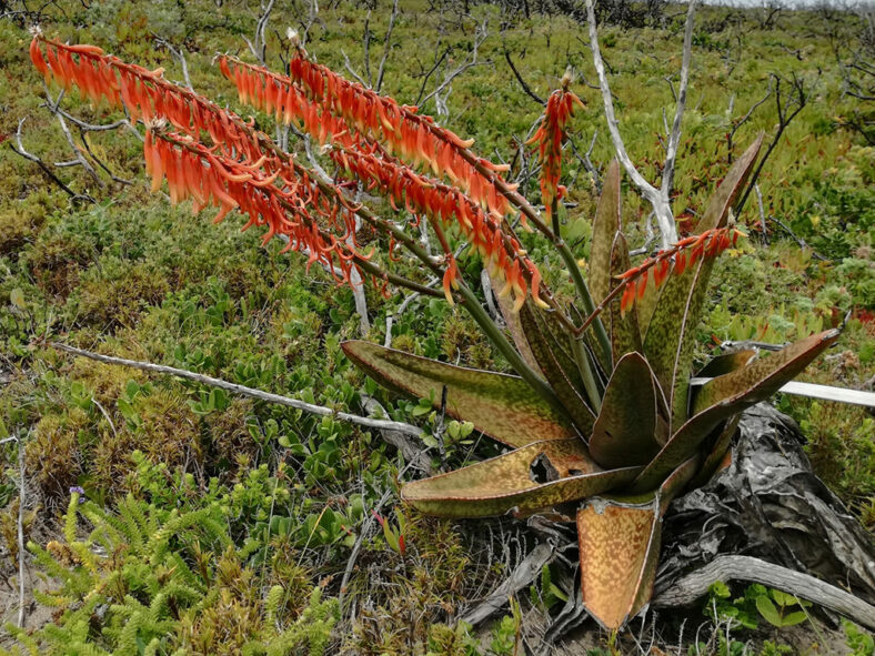 Gasteria acinacifolia (Coast Ox-tongue)