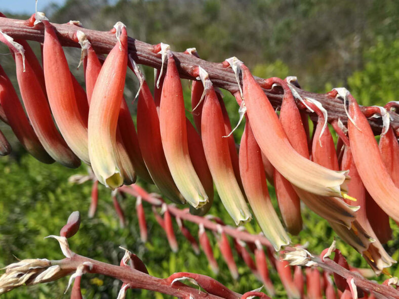 Gasteria acinacifolia (Coast Ox-tongue)