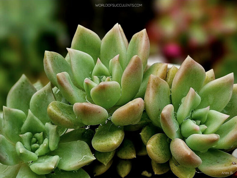 Graptoveria 'Melody'