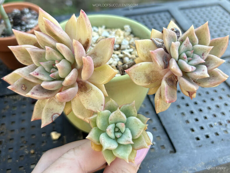 Graptoveria 'Melody'