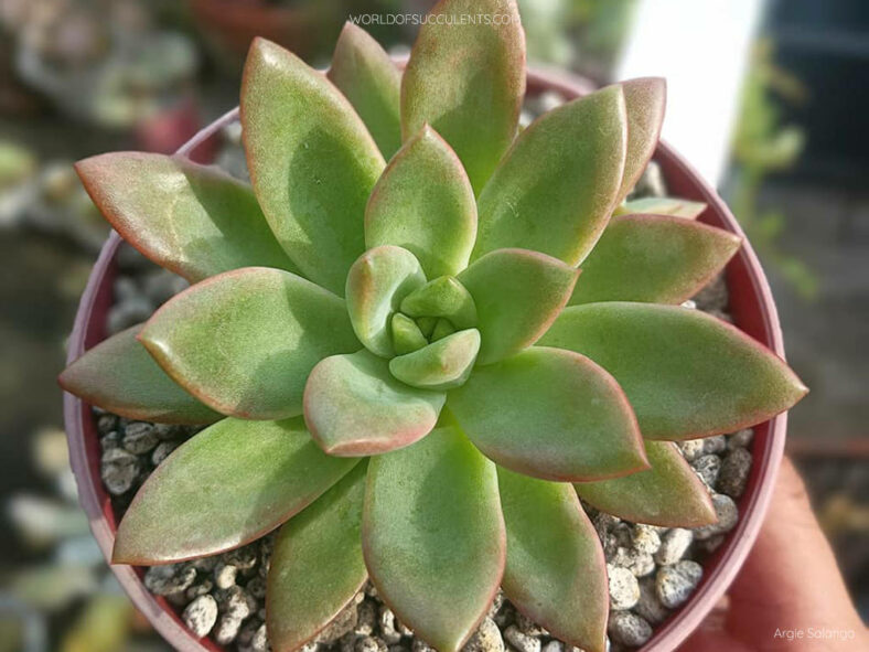 Graptoveria 'Melody'