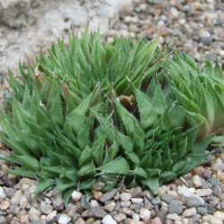 Haworthia elizeae