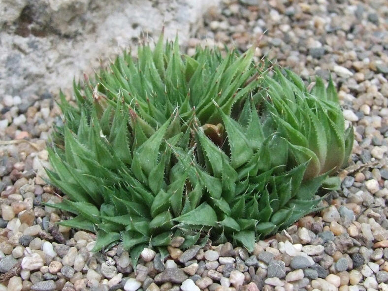 Haworthia elizeae