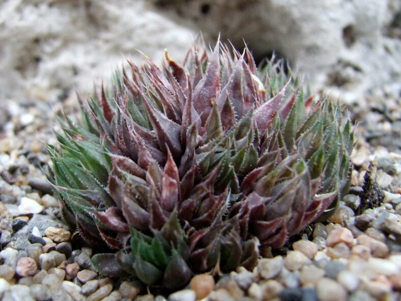 Haworthia elizeae