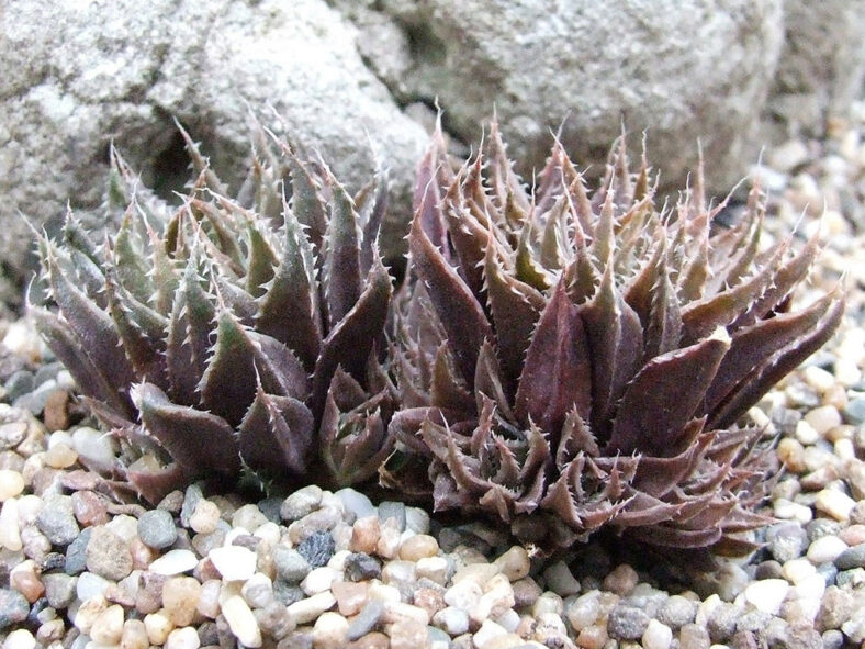 Haworthia elizeae