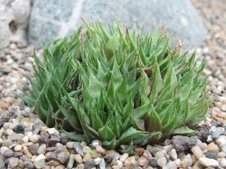 Haworthia elizeae