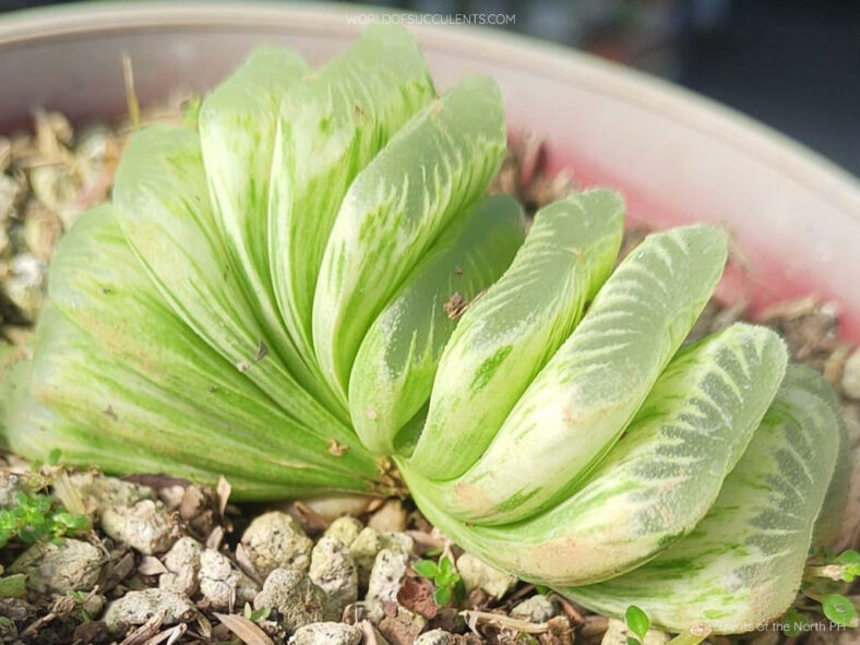 Haworthia truncata 'Lime Green Variegata'