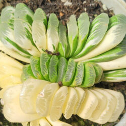 Haworthia truncata 'Lime Green Variegata'